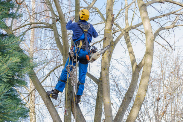 Hanover, IN Tree Removal Services Company